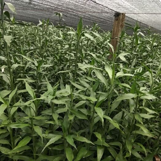 海口富贵竹  海南批发，青竹分大中小，金边竹红朱蕉莲花竹，产地直