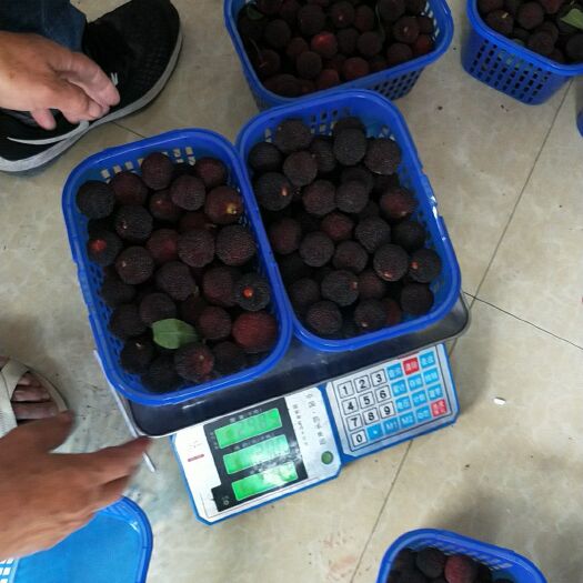 石屏县荸荠杨梅  现货接单下单发货云南杨梅特早杨梅东魁杨梅专业一件代发