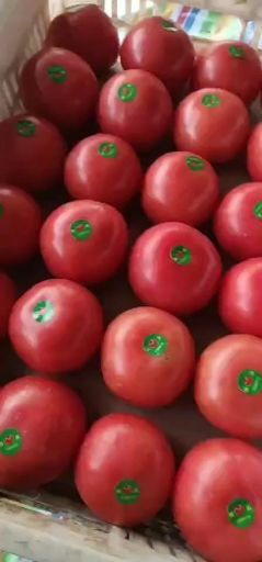 菏泽硬粉番茄 精品 弧三以上 硬粉