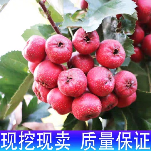  嫁接大金星山楂树苗  南北方种植庭院果树