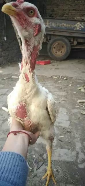 重庆市 斗鸡苗