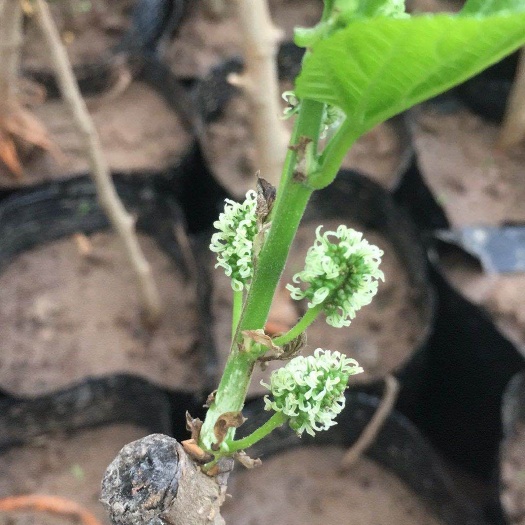 沭阳县 嫁接果桑树苗