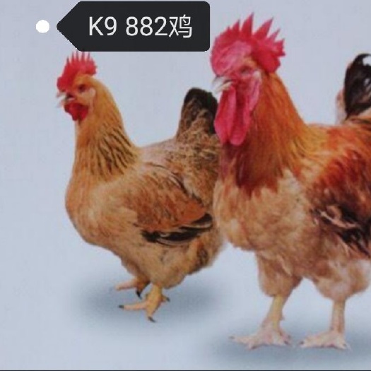 南宁 882肉鸡苗 K9肉鸡苗 大种肉鸡苗