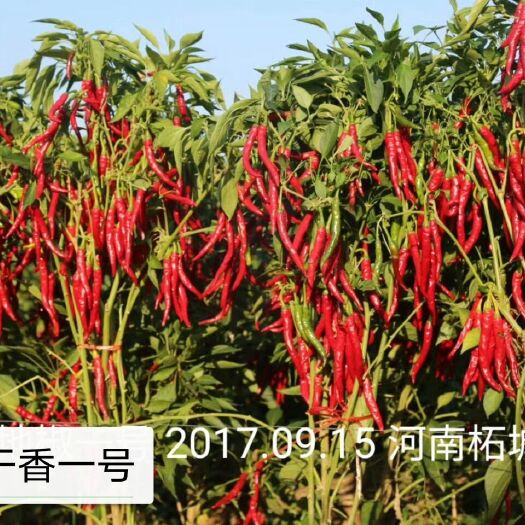 富顺县朝地椒一号种子 川干香一号