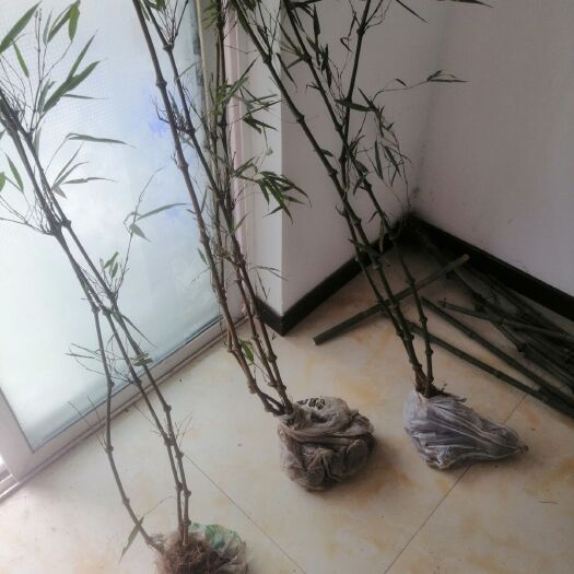绥江县 筇竹苗、文人杖，可做盆景，观赏竹。3年成年苗。