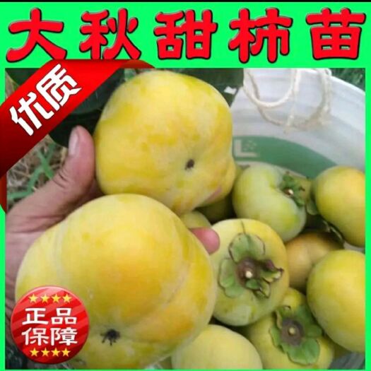 平邑县大秋甜柿苗 日本甜柿 基地直销 现挖现发
