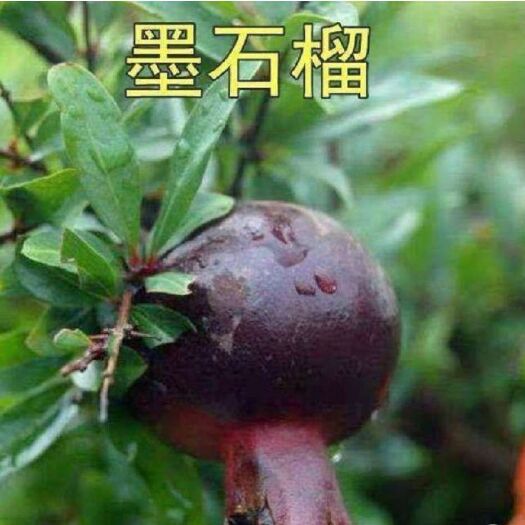 平邑县 墨籽石榴树苗 保证品种苗 包结果 现挖苗  保证成活率