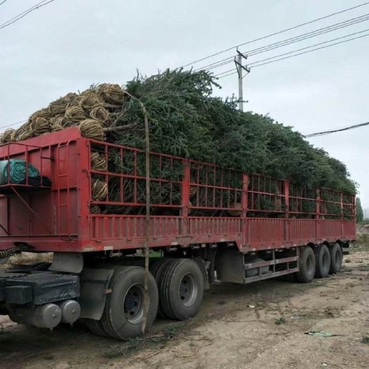 开原市 辽宁铁岭苗木基地直销云杉  青仟云杉批发  保证质发货速度