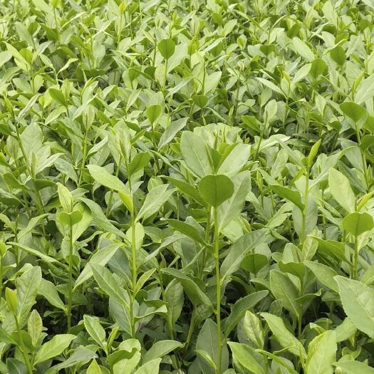 福安市金观音茶苗 金观音  红茶