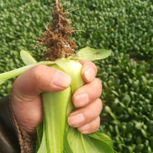 曹县 油菜