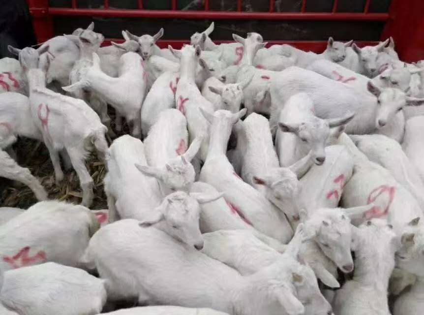 富平县富平奶山羊123胎，育肥公羊苗，种母羊种公羊出售，