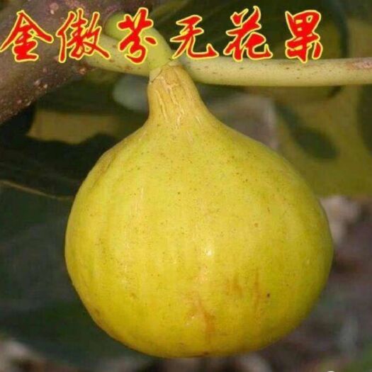 平邑县 金傲芬无花果树苗 当年结果 口感好 产量高  现挖苗