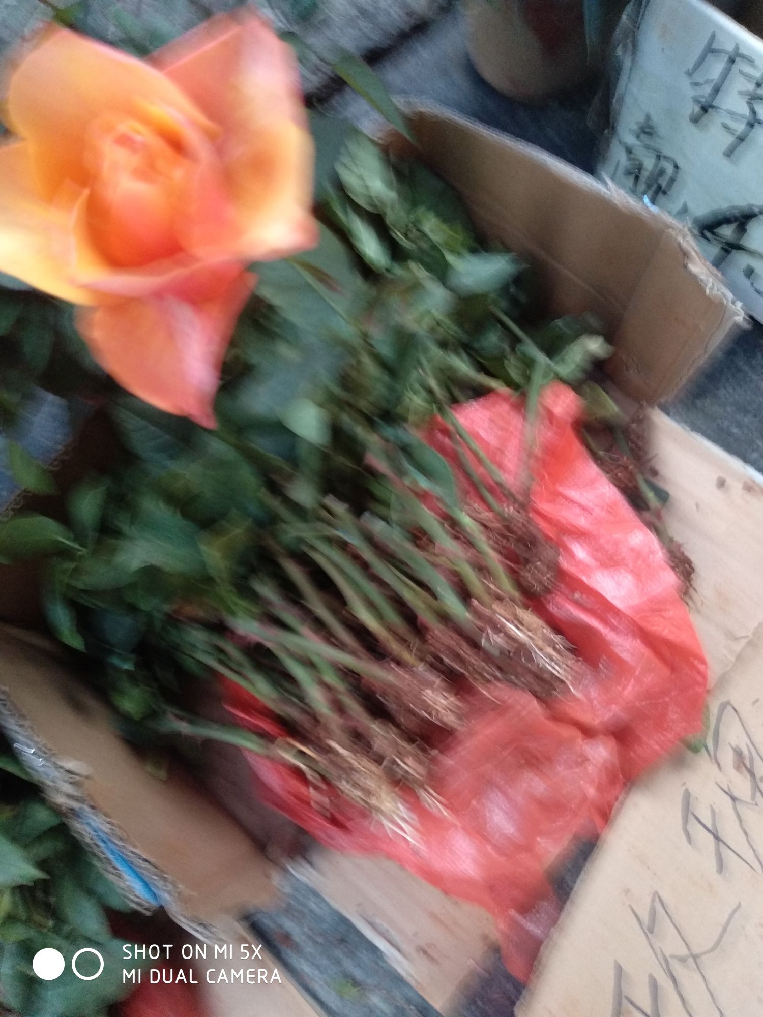 玫瑰苗 玫瑰花，康乃馨苗