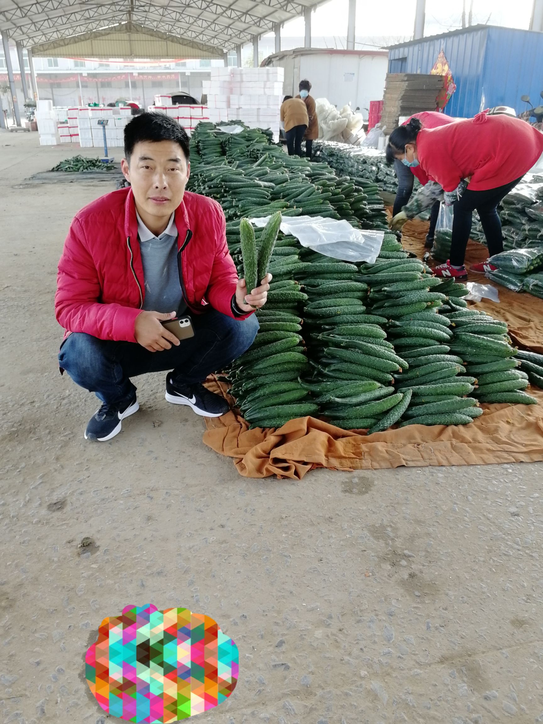  精品黄瓜产地直销代办全国发货