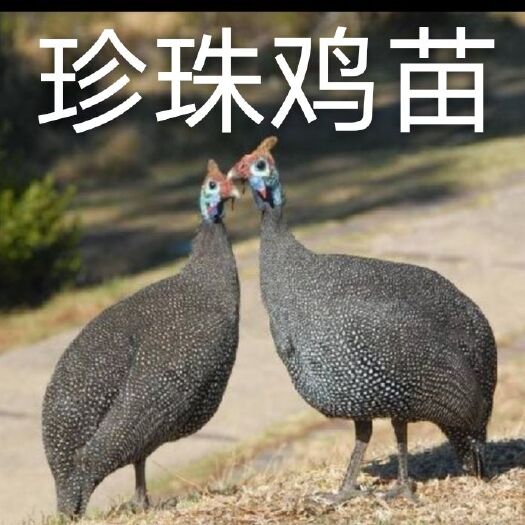 南宁珍珠鸡苗 统货