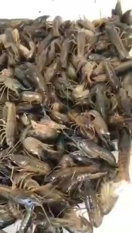 当阳市 优质虾苗