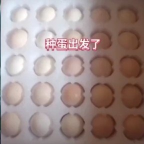 睢宁县 正宗土鸡种鸡蛋受精蛋可孵化种青脚柴鸡苗种蛋受精率90%以上