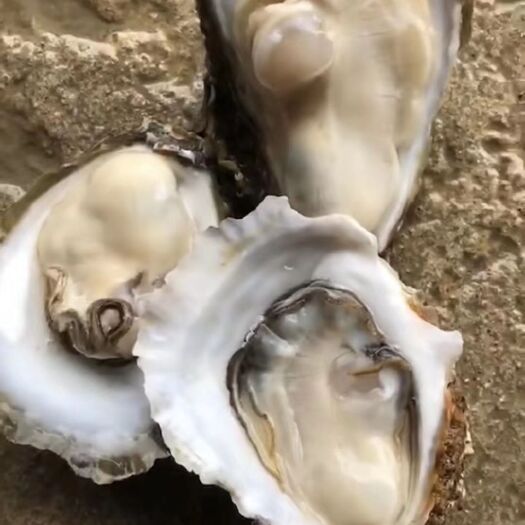 北海北海生蚝 海水 5-6两/只 鲜活水产