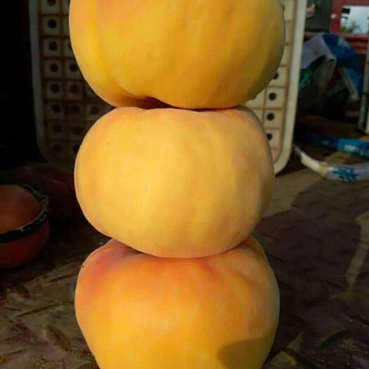 平邑县 嫁接桃树苗南北方种植特大黄桃蟠桃血桃冬桃果树苗盆栽地栽当年