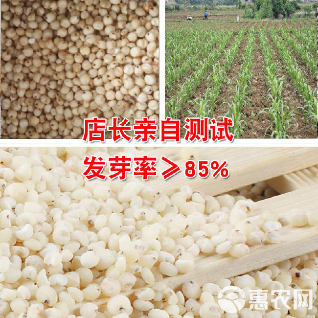 小白人高粱种子 酿酒食用五谷杂粮净含量150-500克