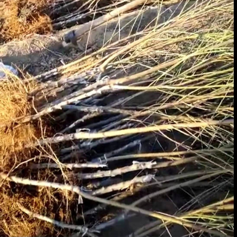 嫁接桃树苗特大黄金蟠桃树苗黄蟠桃苗盆栽地栽南北方种植当年结