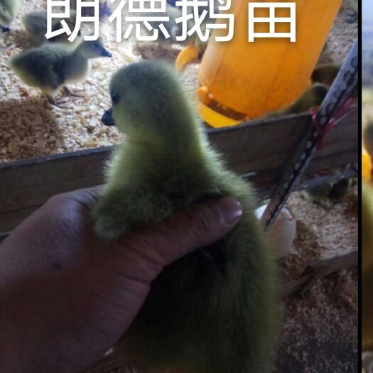 南宁郎德鹅苗