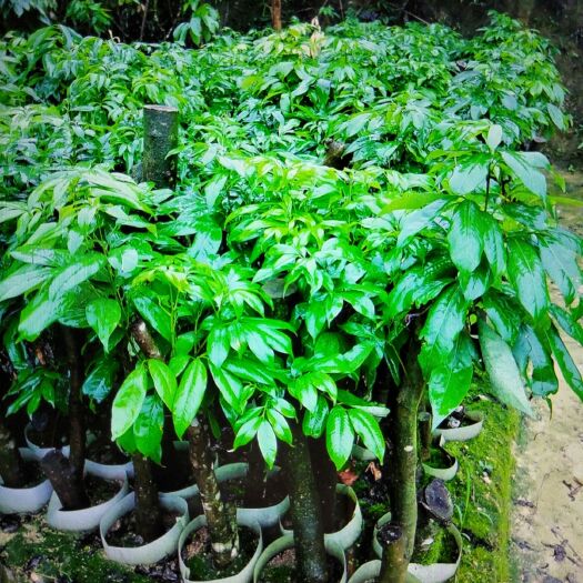 灵山县荔枝王苗 靓苗