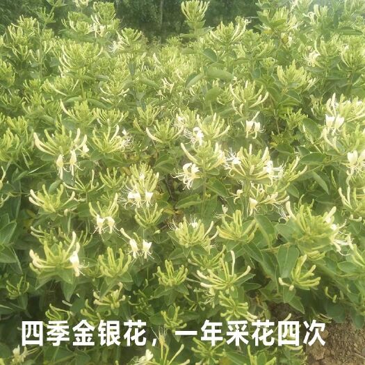 平邑县四季金银花苗 基地直供 现挖现卖 品质保证 地栽盆栽