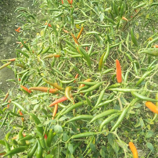 化州市朝天椒 5~10cm 特辣 红色