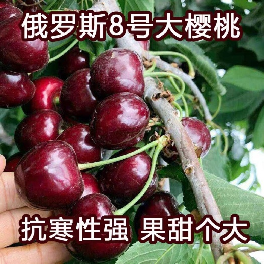 平邑县 俄罗斯8号樱桃苗 含香樱桃苗 矮化脱毒嫁接苗 基地直发