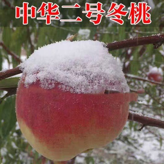 平邑县 中华二号嫁接桃树苗及晚熟冬桃品种保证规格齐全现挖发货
