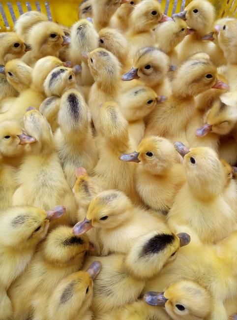 蛋鸭，多蛋鸭苗，江南一号，发货速度，价钱合理。。