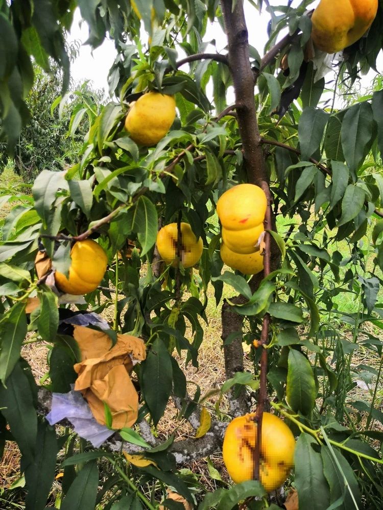 嫁接桃树苗特大黄金蟠桃树苗黄蟠桃苗盆栽地栽南北方种植当年结果
