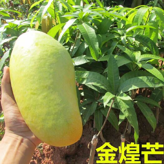 灵山县 芒果树苗嫁接芒果苗南方北方种植澳芒四季芒红象牙金煌芒当年结