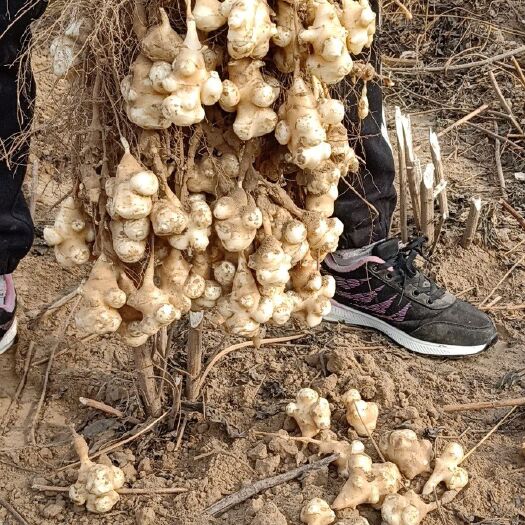 开封 无公害自家地新鲜洋姜