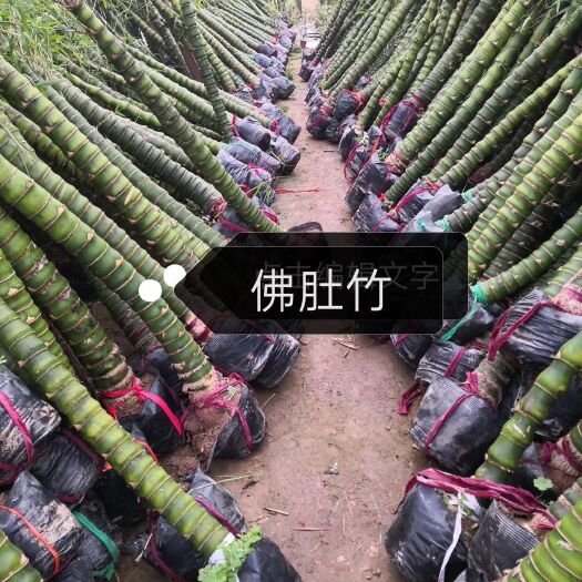 沭阳县 紫竹方竹四季竹金镶玉竹刚竹毛竹