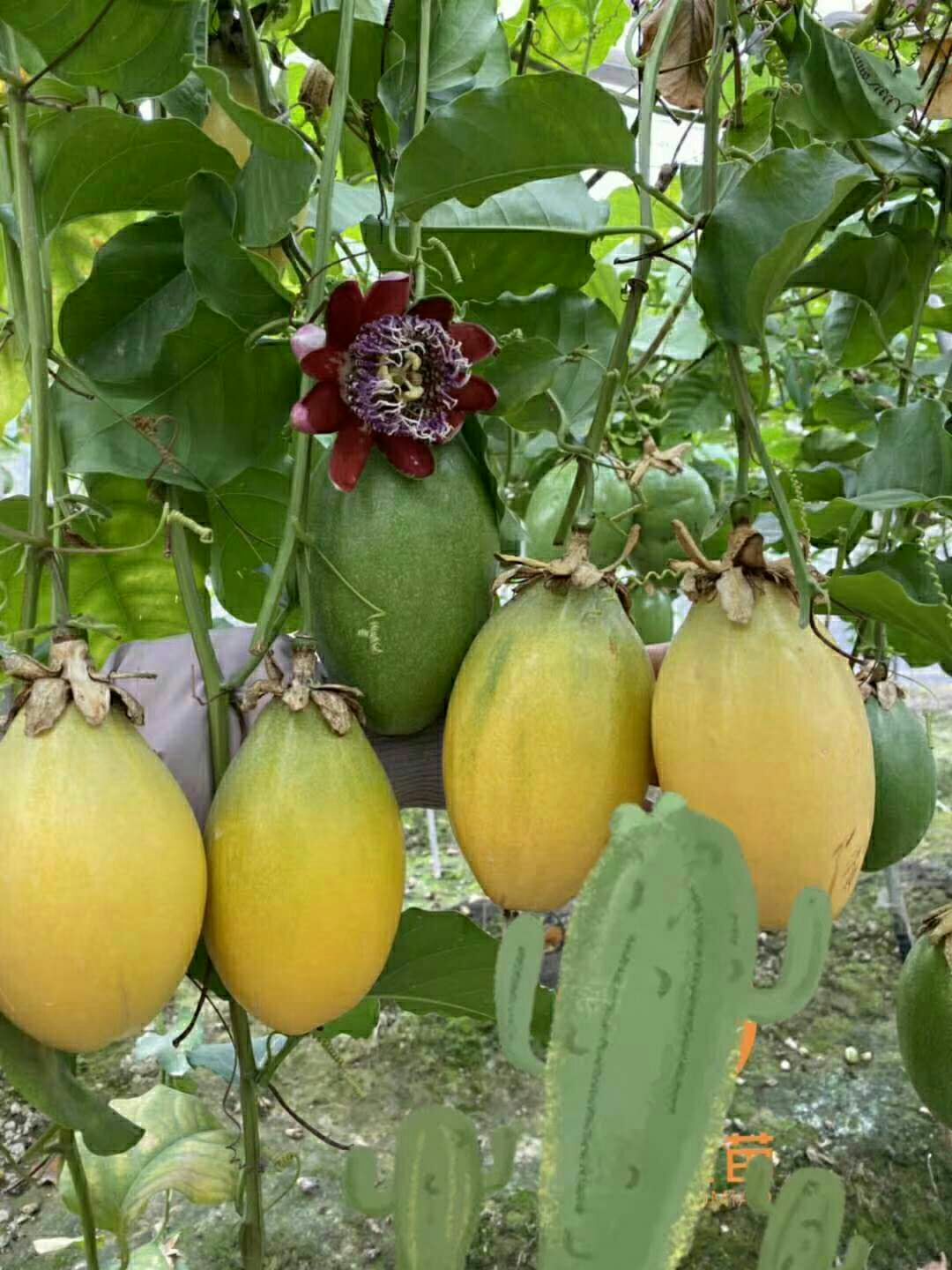 木瓜百香果苗香蜜百香果苗种植5个月结果 包邮一年四季结果
