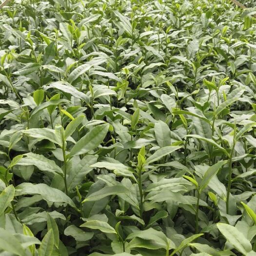 福安市绿茶树苗 福云6号