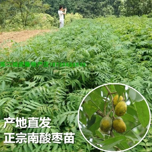 重庆市南酸枣树苗 大量供应南酸枣种苗 南酸枣苗 五眼果 鼻涕梨树苗