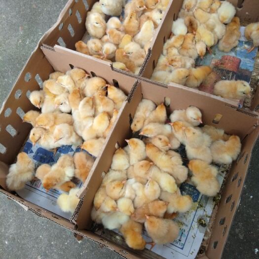 衡阳 湘黄土鸡苗衡阳本地鸡苗