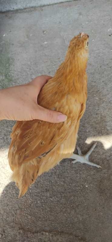 巴中淮南王土鸡苗，脱温苗，脱温40天，疫苗齐全，