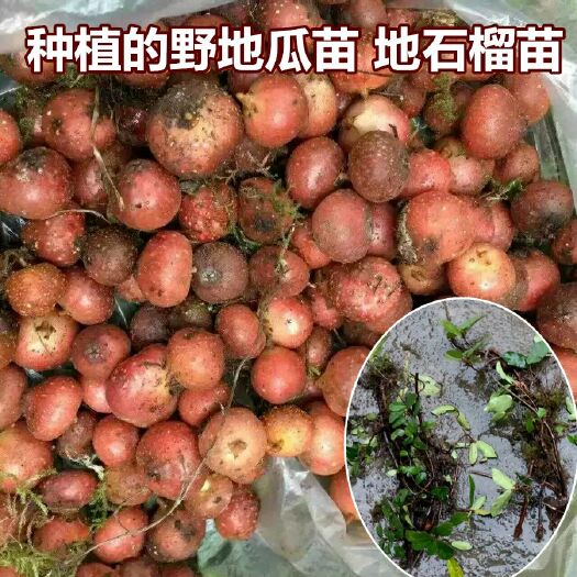 重庆市 野地瓜苗 地石榴 野地瓜种苗