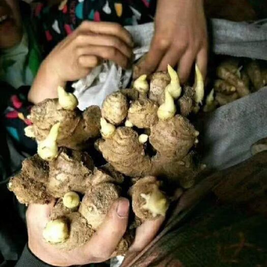 沂南县优质山农一号姜种，产地直供，货源充足，可发全国各地物流。。