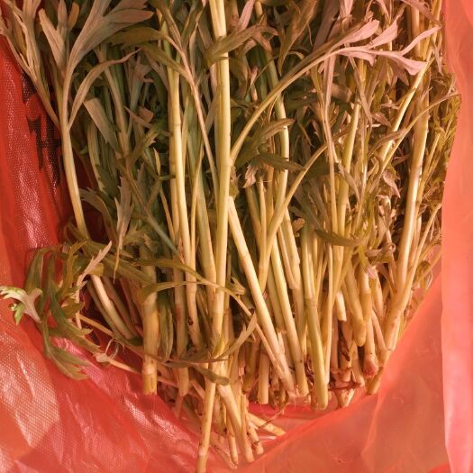南京白藜蒿 20~25cm