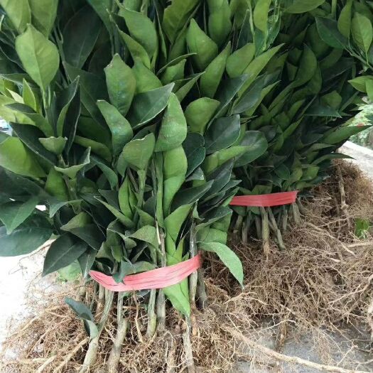 秀山纽荷尔脐橙苗出售  树苗粗壮 根须发达