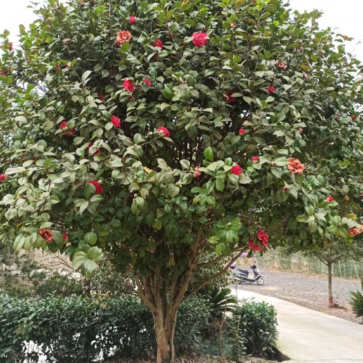 常德 七星茶花树