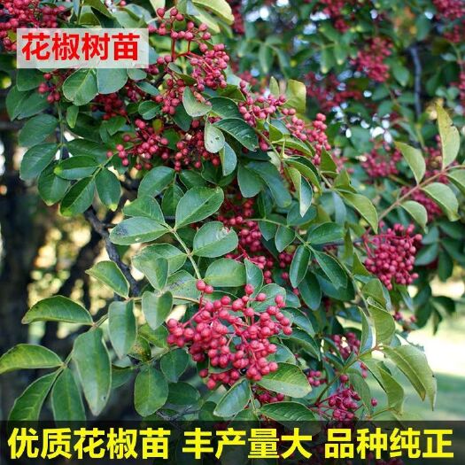 平邑县大红袍花椒苗  花椒树苗高品质大红袍花椒当年结果 高产南北种植