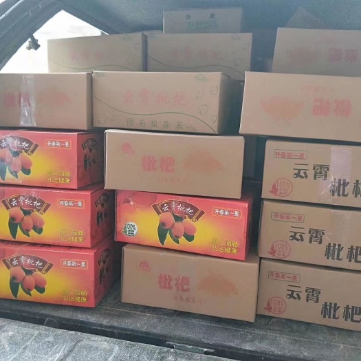 云霄县云霄枇杷 1两以上