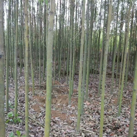 沅江市 4-6公分香樟