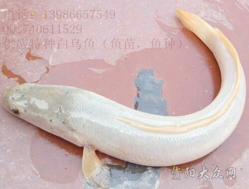 隆昌市乌鱼苗 白乌鱼出售